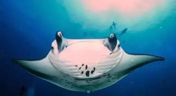 帕劳旅游攻略旅游视频,帕劳旅游攻略2018