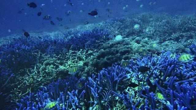 帕劳旅游攻略旅游视频,帕劳旅游攻略2018