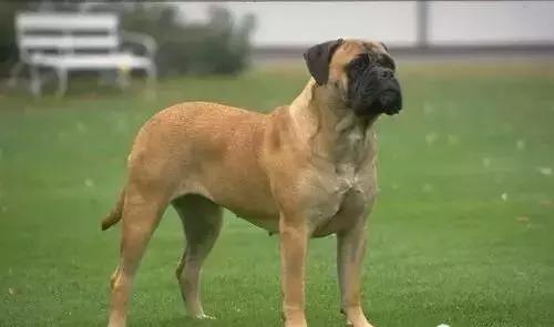 狗年了你知道狗的种类有哪些吗,忠诚的十种狗品种名字及图片