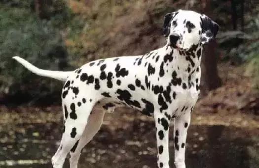 狗年了你知道狗的种类有哪些吗,忠诚的十种狗品种名字及图片