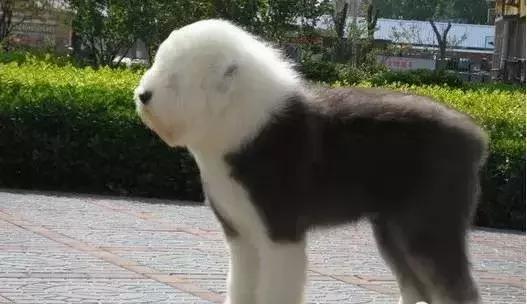 狗年了你知道狗的种类有哪些吗,忠诚的十种狗品种名字及图片