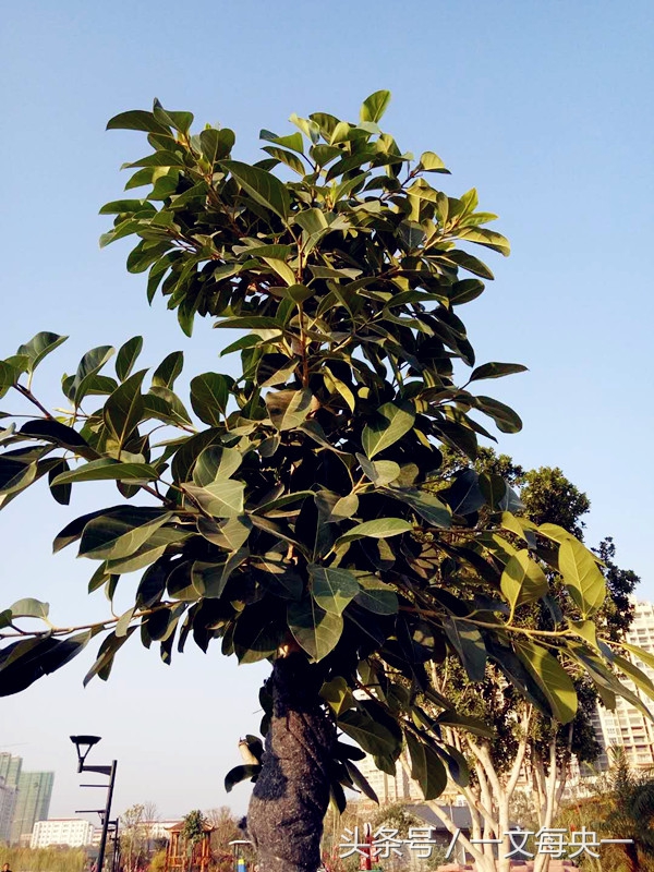 高考常考易错成语大全及解释,褒贬不当的高考必考成语