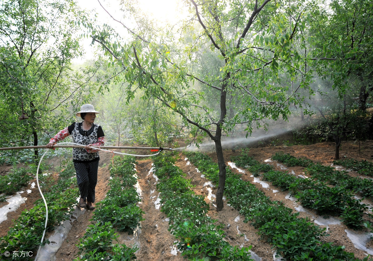 果树药害口诀及解决方法,果树药害的原因和治疗方法