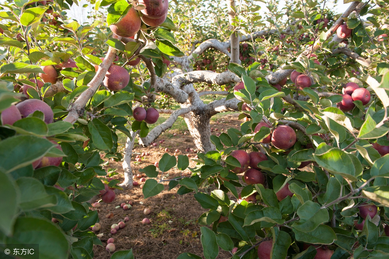 果树药害口诀及解决方法,果树药害的原因和治疗方法