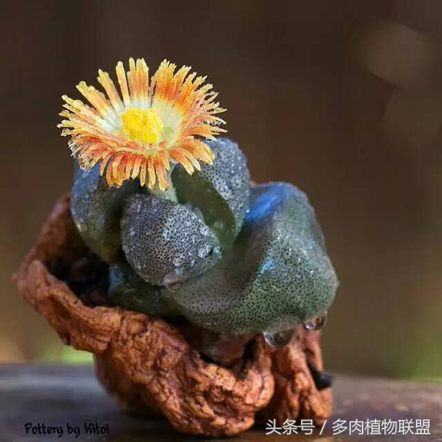 多肉微景观造型图片,国外多肉花园设计