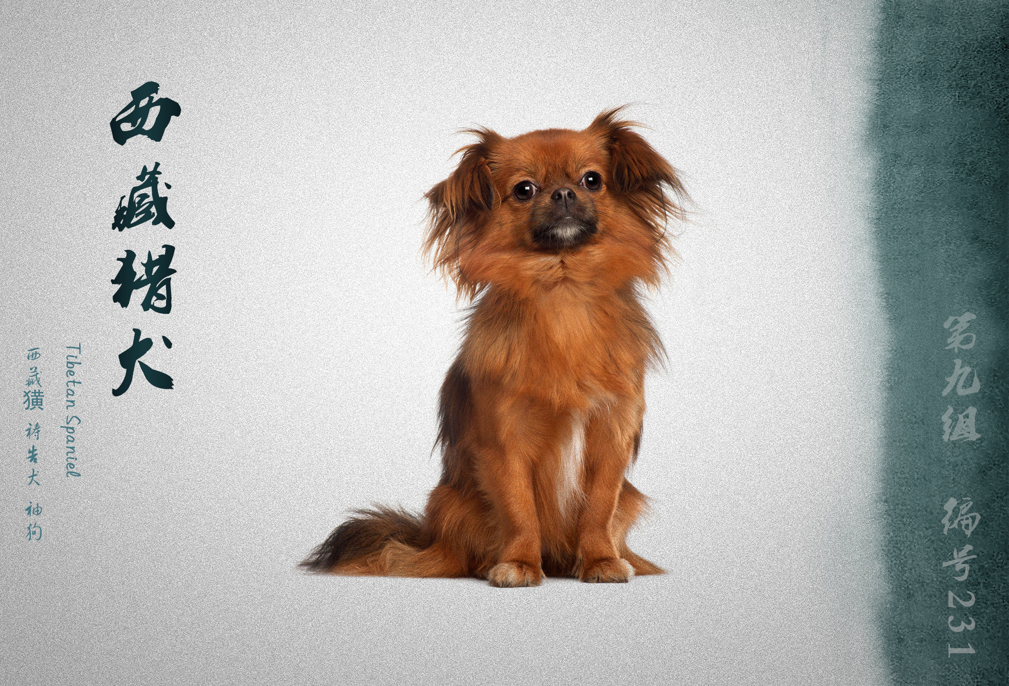 世界犬业联盟承认的犬种,fci犬类排名