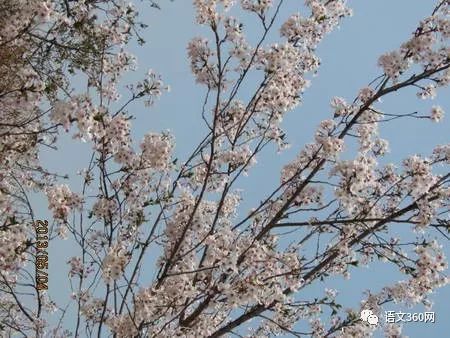 她借酒消愁：怎一个愁字了得；却醉词发问：知否？应是绿肥红瘦