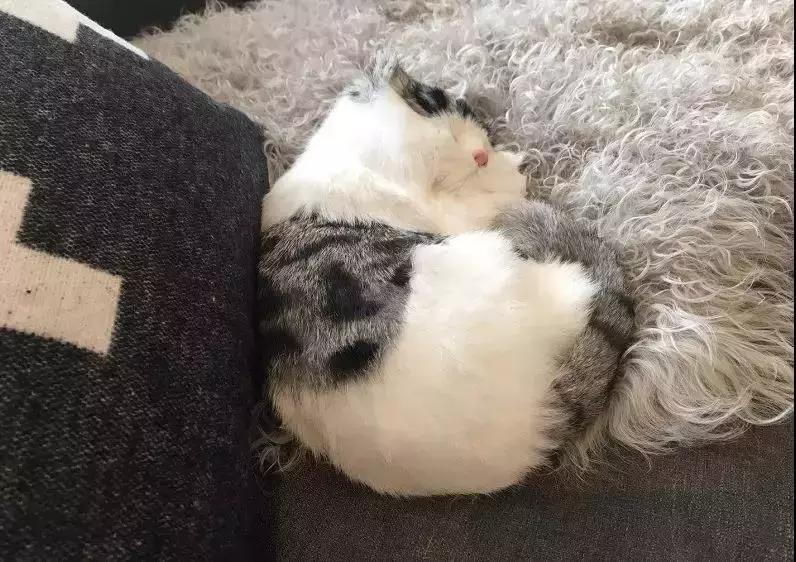 90后智能猫屋,猫奴90后