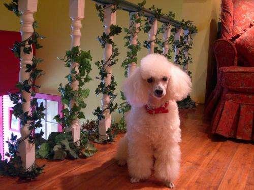 狗年狗月狗日有哪些,最聪明懂人性体型大的狗有哪几种