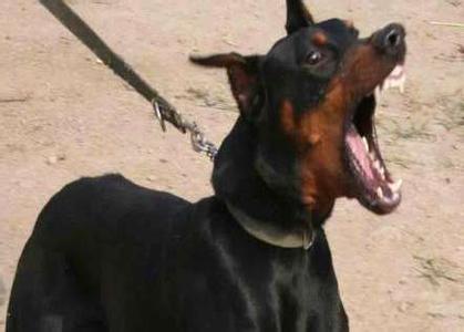 狗年狗月狗日有哪些,最聪明懂人性体型大的狗有哪几种