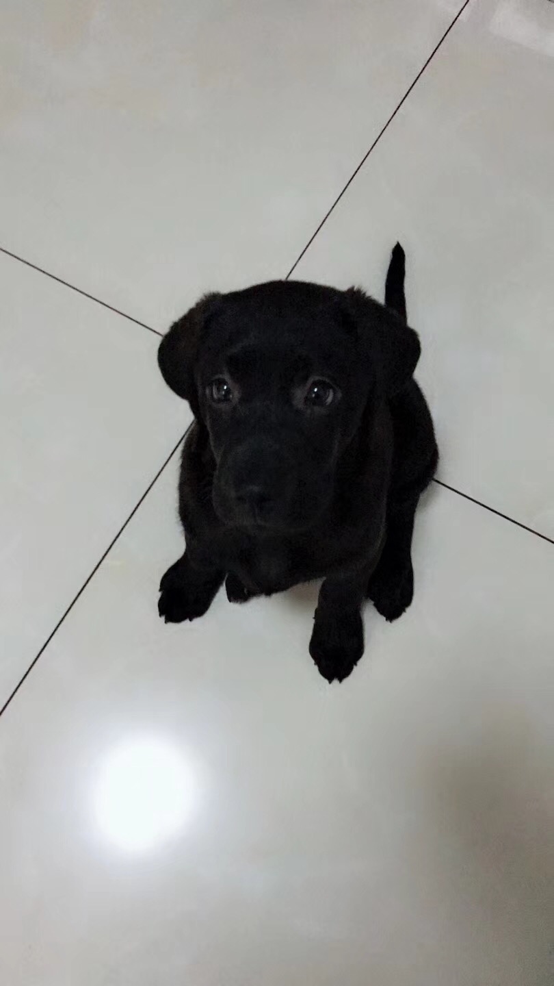 短毛狗最怕什么？——皮肤病