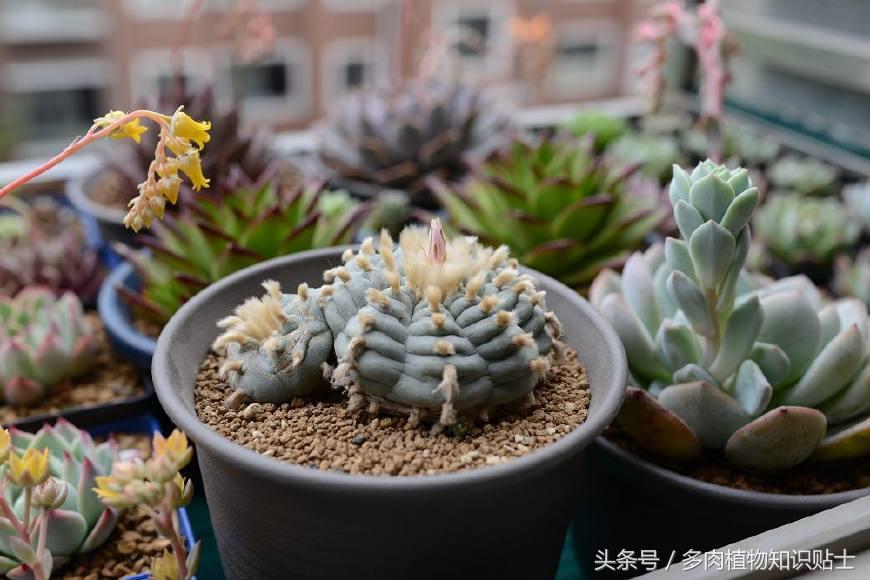 仙人球讲解视频,乌羽玉仙人球几度开始不要浇水