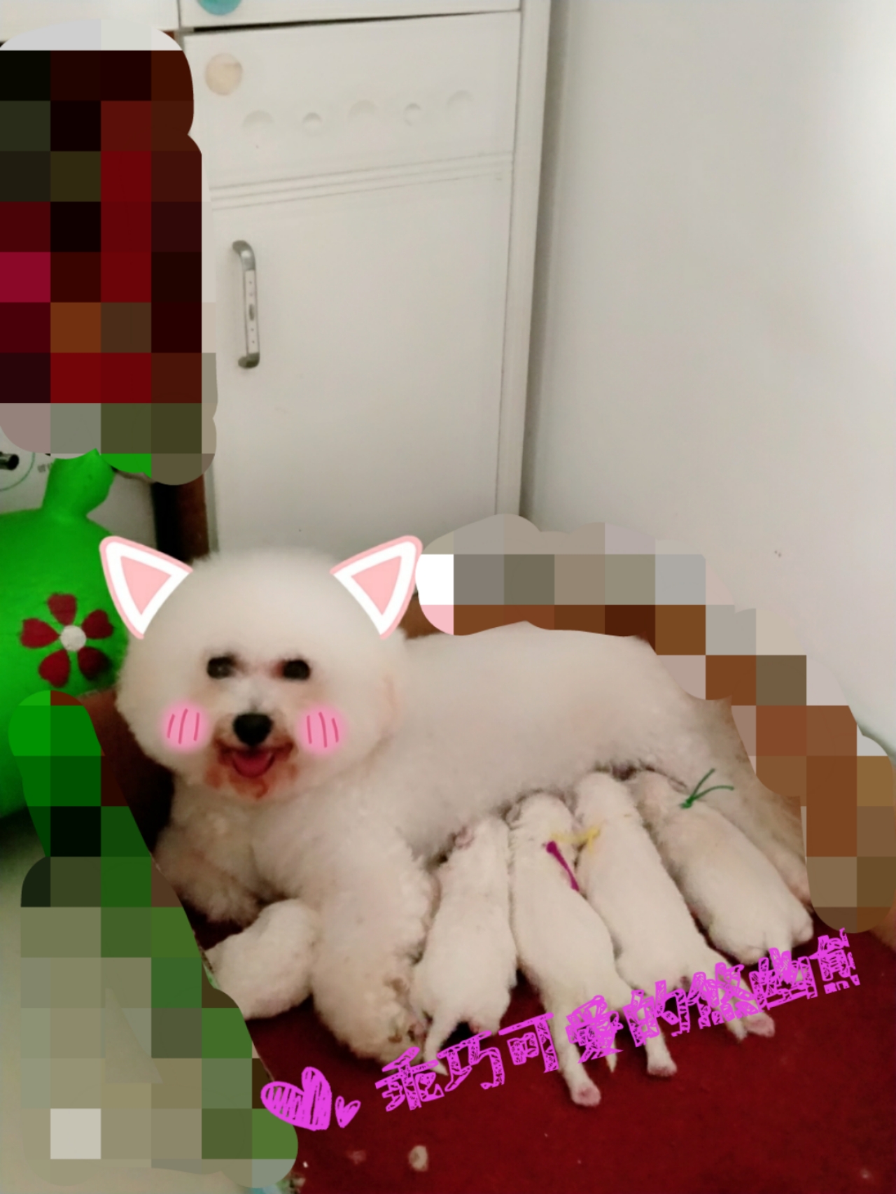 狗狗生宝宝要注意些什么,狗狗生宝宝时要注意什么