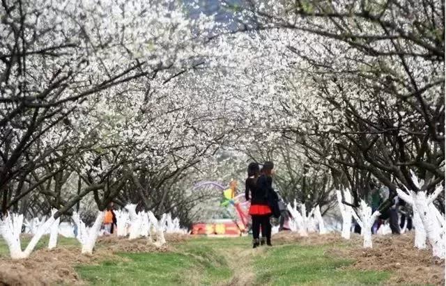 滚蛋吧，春困君！广东这些花花世界让你秒变龙马精神！