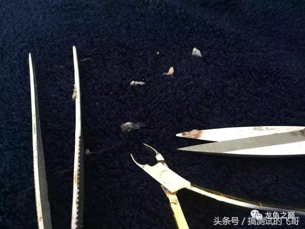 龙鱼掉眼手术后注意事项,金龙鱼掉眼手术价格