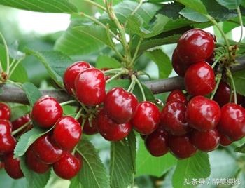 大樱桃坐果低是什么原因,大樱桃不结果的主要原因