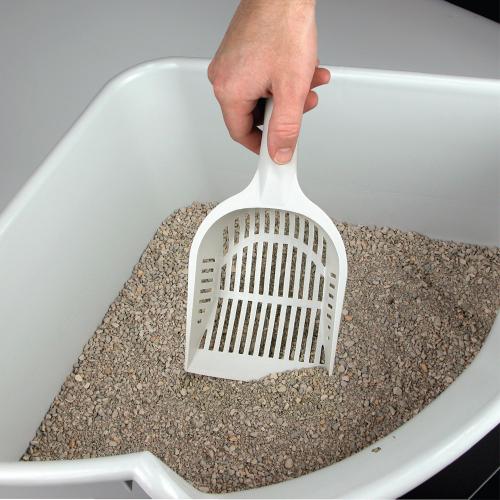 家里的宠物猫怎么处理,出远门家里猫多怎么办