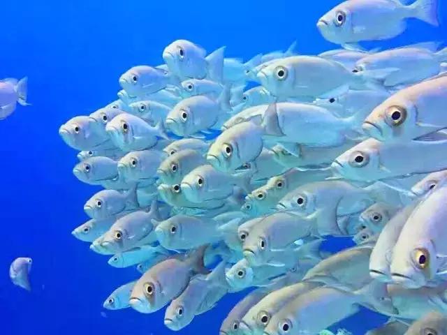 帕劳旅游攻略旅游视频,帕劳旅游攻略2018