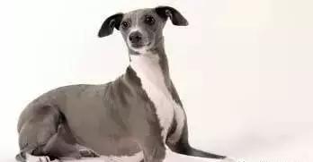 狗年了你知道狗的种类有哪些吗,忠诚的十种狗品种名字及图片