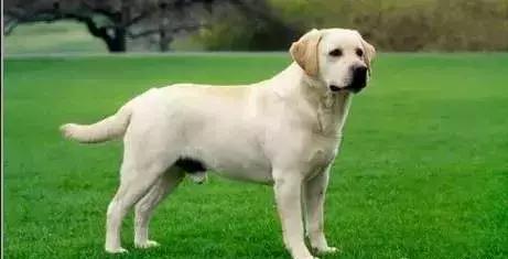 狗年了你知道狗的种类有哪些吗,忠诚的十种狗品种名字及图片