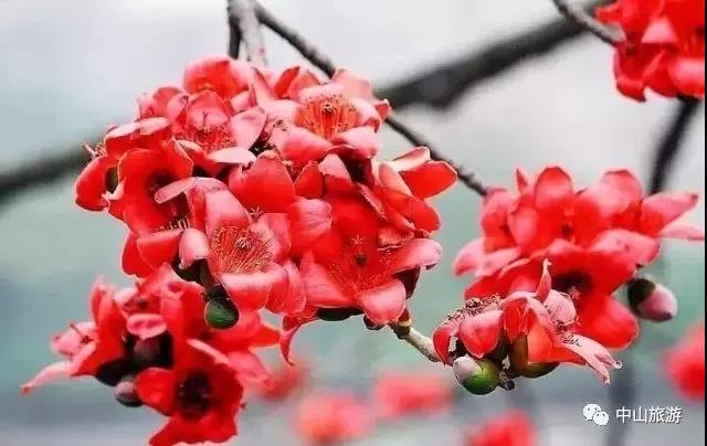 滚蛋吧，春困君！广东这些花花世界让你秒变龙马精神！