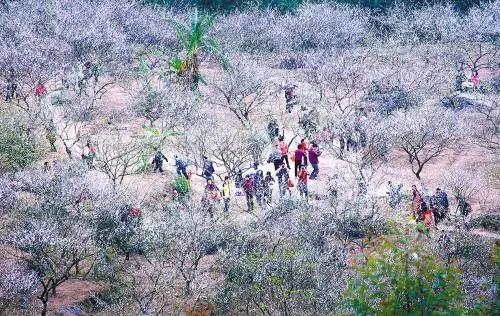 滚蛋吧，春困君！广东这些花花世界让你秒变龙马精神！