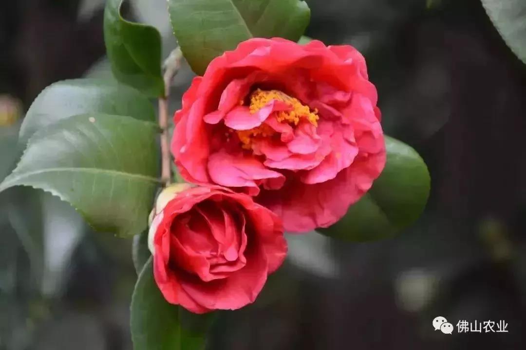 滚蛋吧，春困君！广东这些花花世界让你秒变龙马精神！