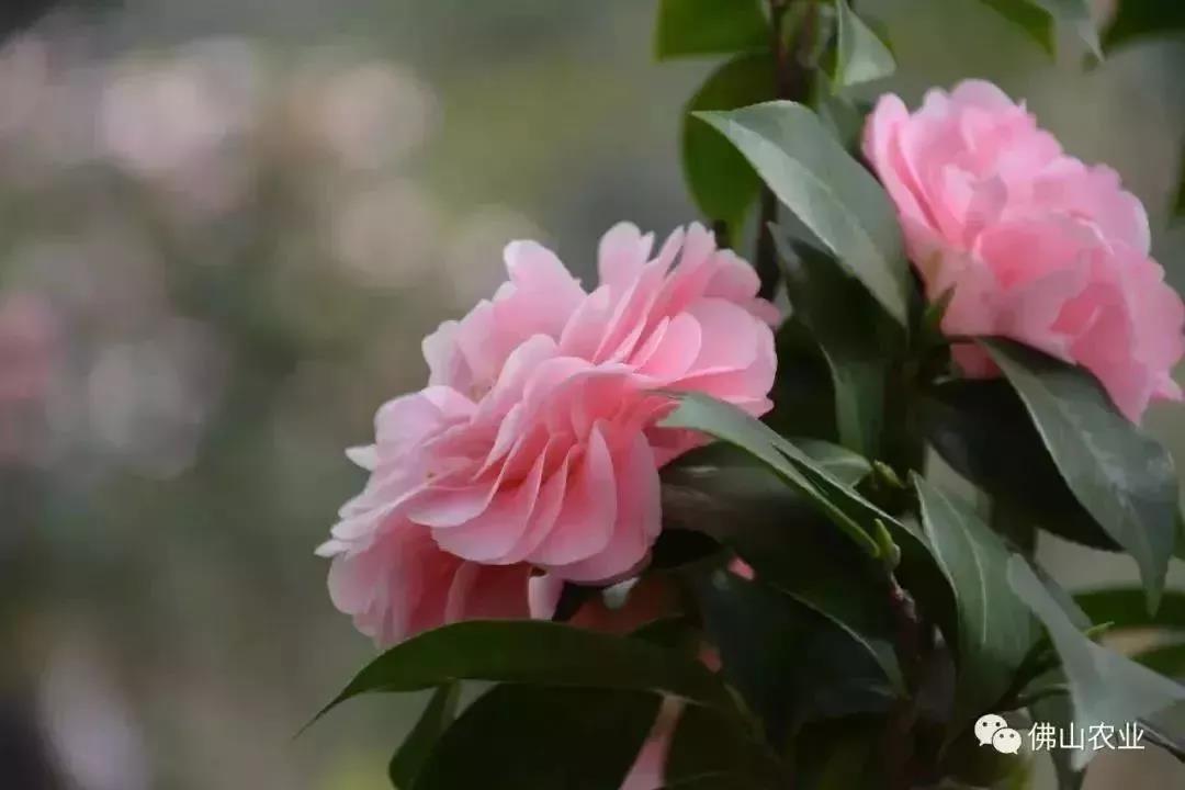 滚蛋吧，春困君！广东这些花花世界让你秒变龙马精神！