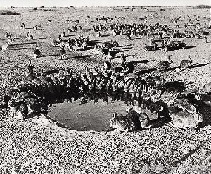 千万别“吃藕”丑，别跟我谈物种泛滥，在哥眼中你只是道菜！