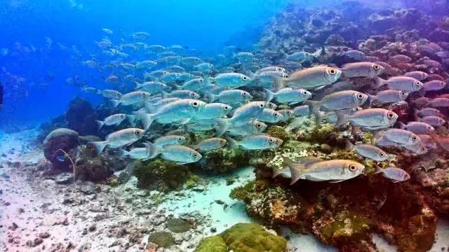 帕劳旅游攻略旅游视频,帕劳旅游攻略2018