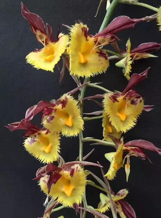 几十种漂亮又特别的兰花邀您共赏,一花一草一世界精品兰花欣赏