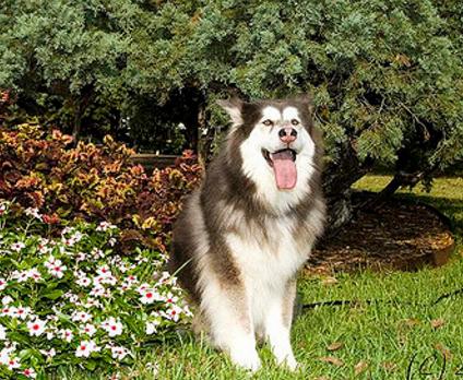 阿拉斯加雪橇犬的品种简介,阿拉斯加雪橇犬的犬种疾病