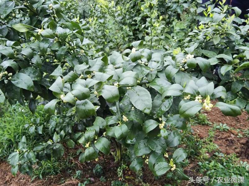 沙糖桔卷叶病症状图,沙糖桔病的症状