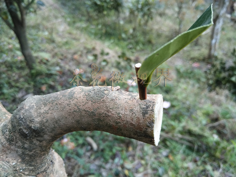 茶花嫁接技术图解大全集,茶花不去头腹接嫁接法