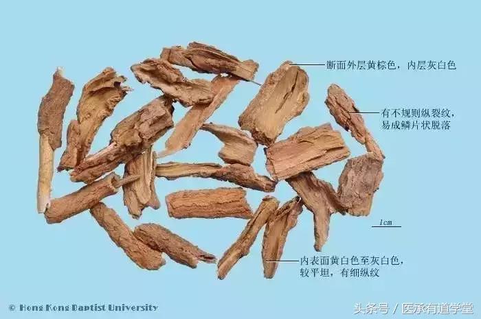 中药地骨皮能调理什么病,中药地骨皮一般一次用多少煮水喝