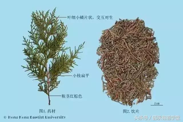 中药地骨皮能调理什么病,中药地骨皮一般一次用多少煮水喝