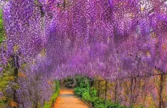 一场比樱花浪漫的紫藤之旅,一场紫藤花下的旅行