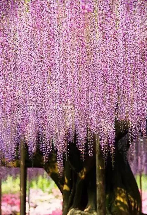 一场比樱花浪漫的紫藤之旅,一场紫藤花下的旅行