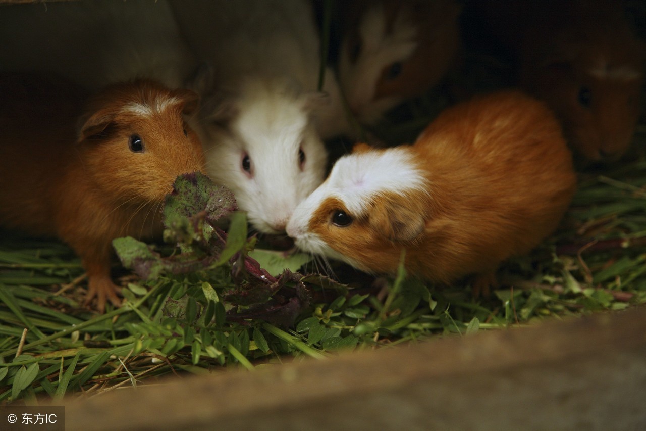 养什么特种养殖好养又赚钱,养殖什么动物省钱