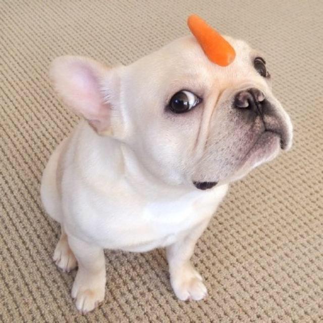 法斗的日常生活护理,法斗的日常萌图