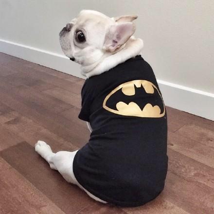 法斗的日常生活护理,法斗的日常萌图