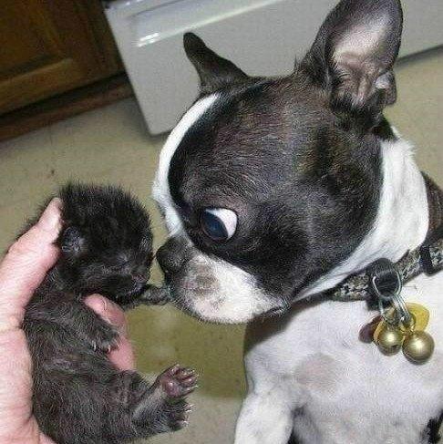 法斗的日常生活护理,法斗的日常萌图