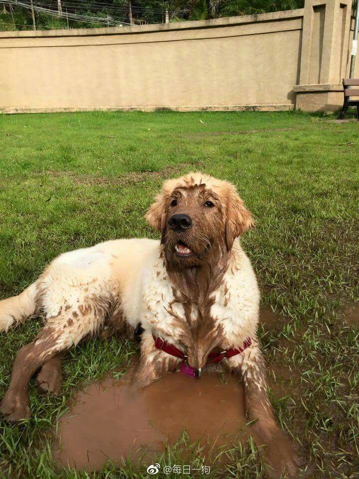 回到城市的狗子,回去过年的狗子