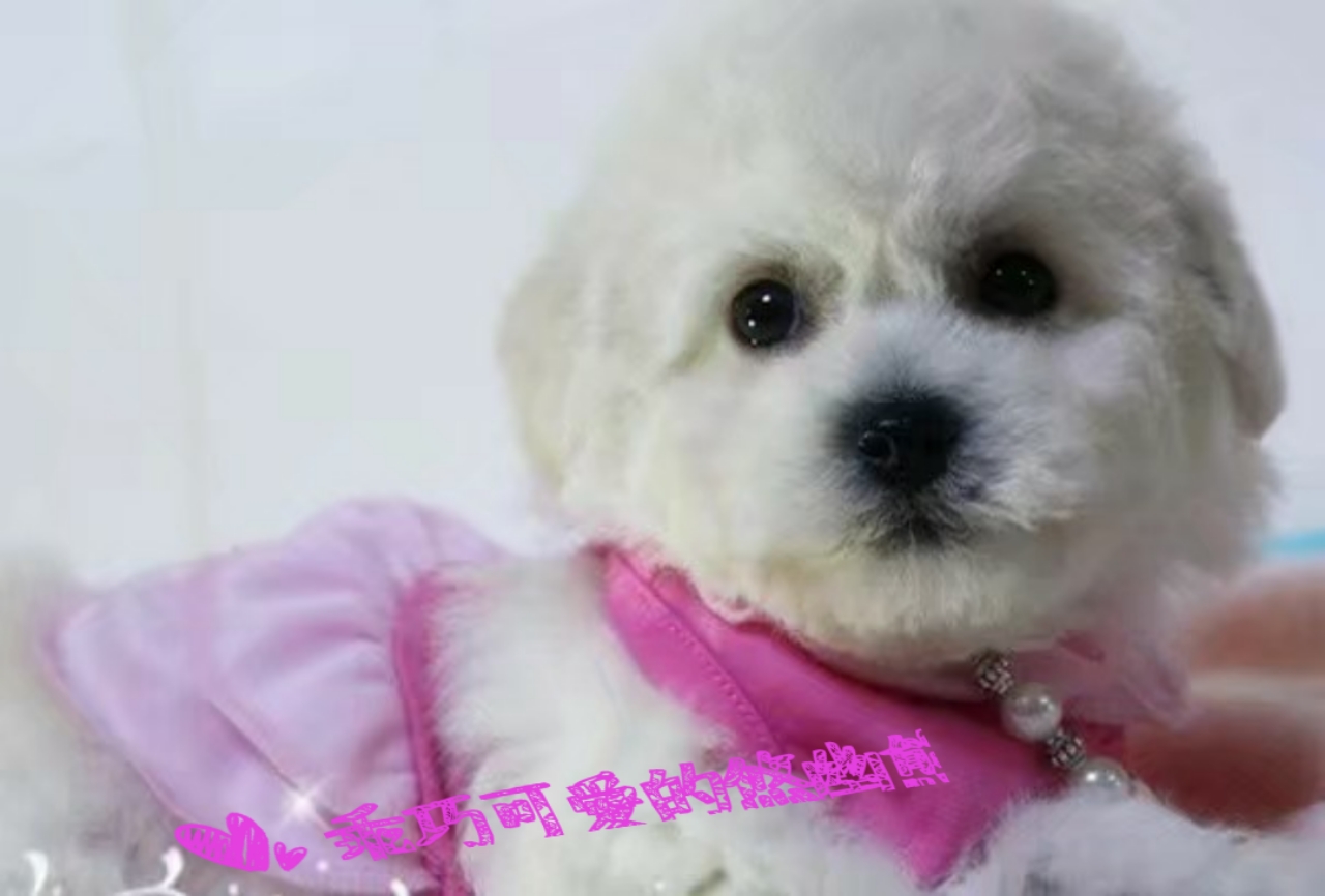 狗狗生宝宝要注意些什么,狗狗生宝宝时要注意什么