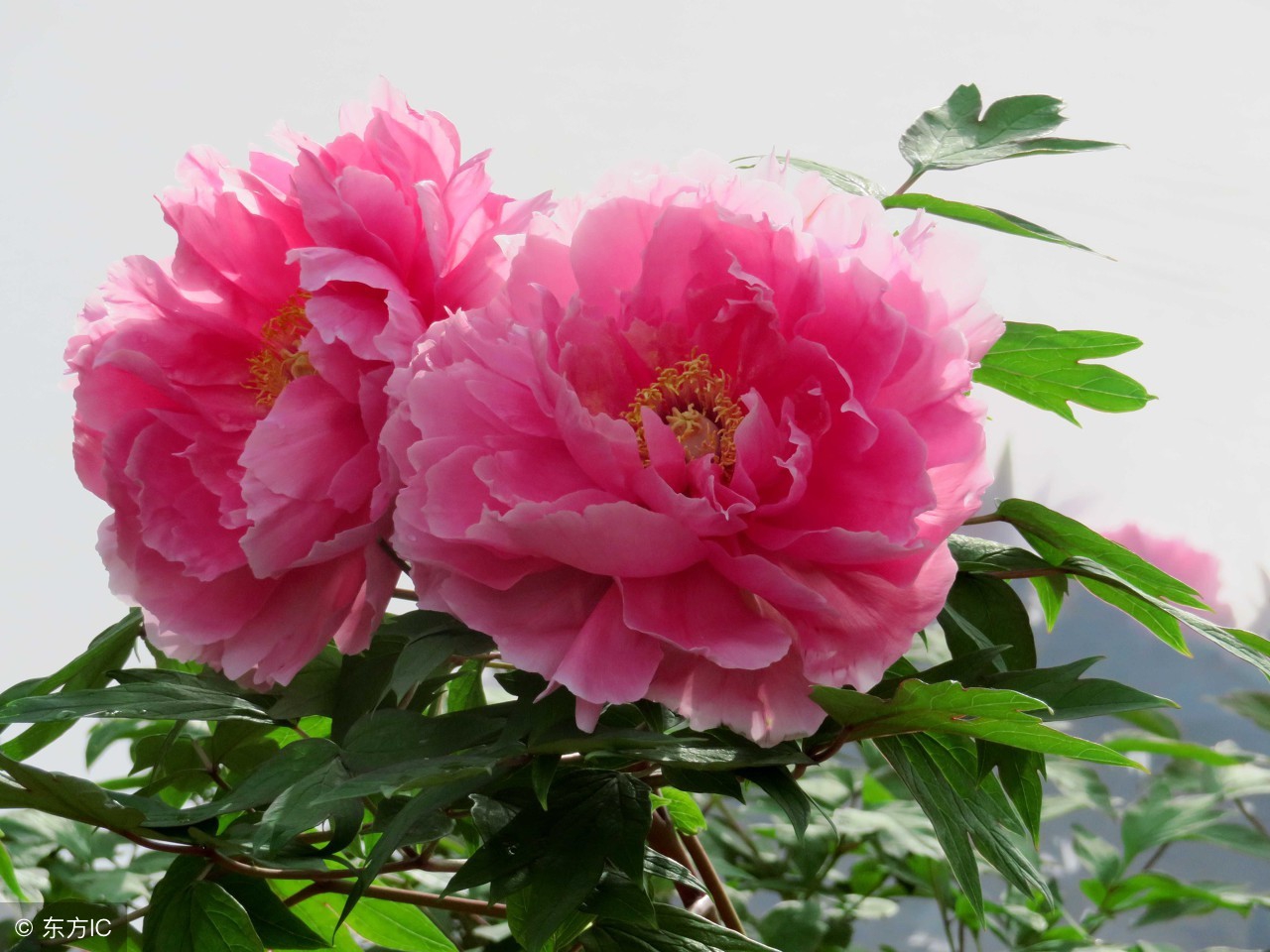 古筝适合初学左右手练习的曲子,古筝指法慢弹的视频