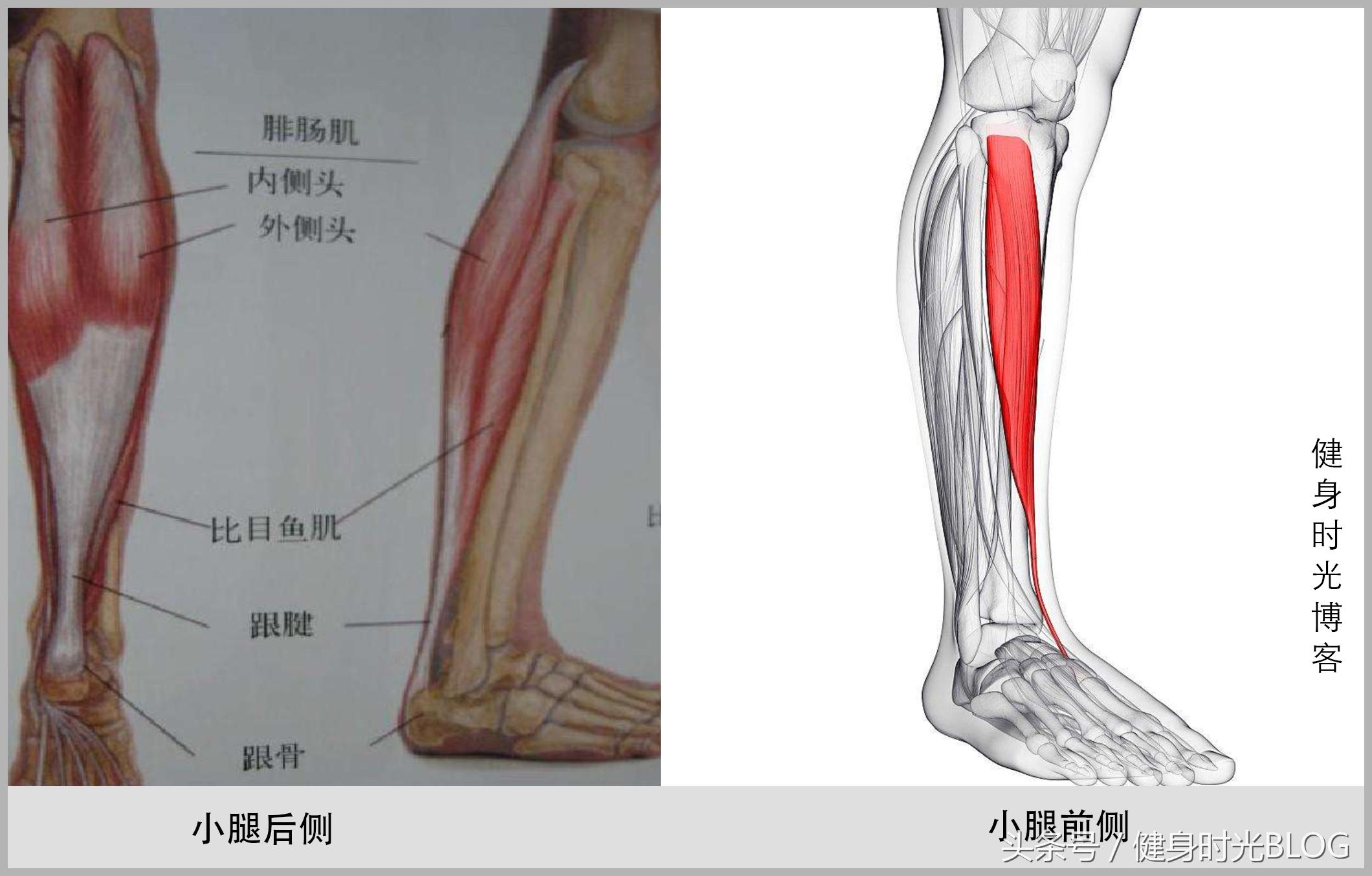 骑行小腿肌肉训练方法,小腿肌肉训练视频大全