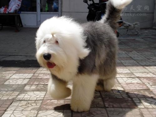 英国古代牧羊犬价格多少钱,古代牧羊犬价格是多少