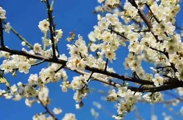 滚蛋吧，春困君！广东这些花花世界让你秒变龙马精神！