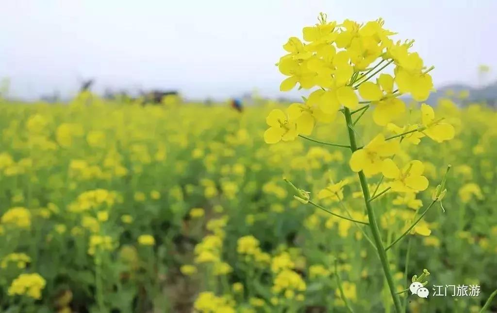 滚蛋吧，春困君！广东这些花花世界让你秒变龙马精神！