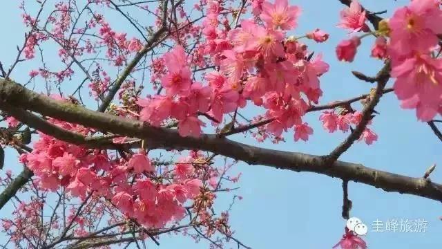 滚蛋吧，春困君！广东这些花花世界让你秒变龙马精神！